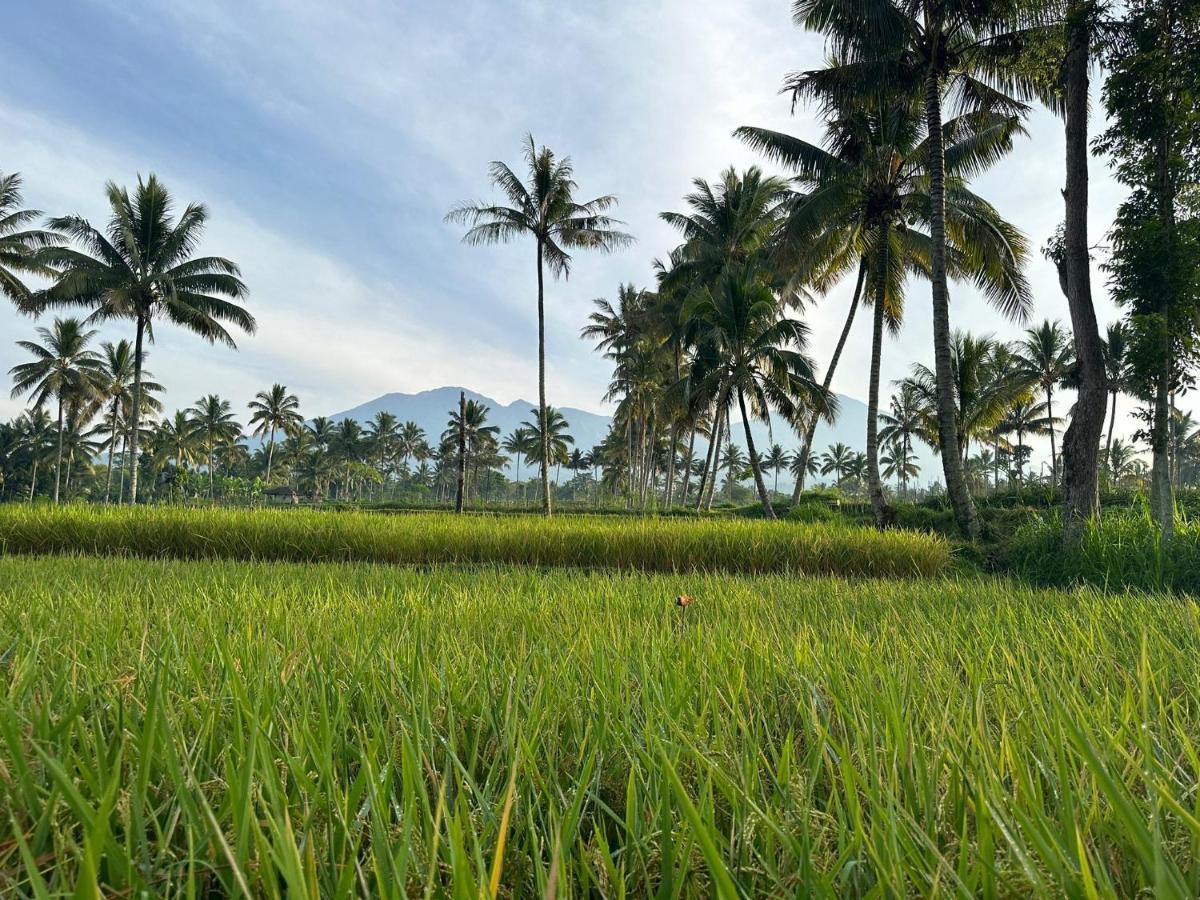 Mysha Guest House-Lombok Tetebatu Zewnętrze zdjęcie